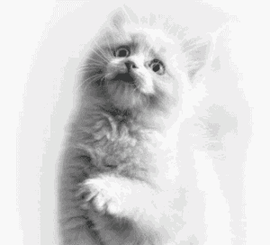 Акция Royal Canin и Озон