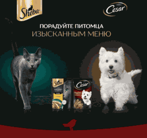 4 (1) Акция Sheba и Ашан