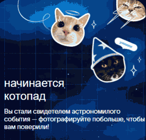 Акция Mail.ru &laquo;Котопад&raquo;