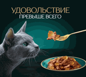Акция Sheba® «Удовольствие превыше всего» в сети «О’КЕЙ»