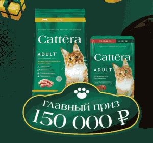 Акция Cattera