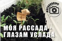 Ваши 6 соток: Акция Моя рассада – глазам услада!