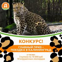 Дикси: Акция Дарим поездку в Калининград.