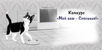 Акция Felix- Мой кот – сенсация!