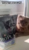 Картинка пользователя к акции Purina PRO PLAN Обсуждение Акция PURINA PRO PLAN- Про маленьких